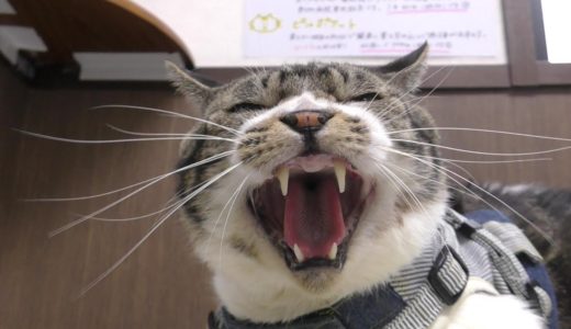 動物病院ではめちゃくちゃ怒る猫☆激おこゴジラ猫リキちゃんは歯が抜けました【リキちゃんねる　猫動画】Cat video　キジトラ猫との暮らし