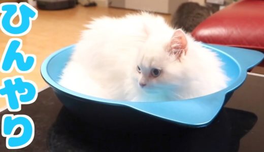 暑がりの子猫に冷たい猫鍋をあげたら反応が凄かった…！