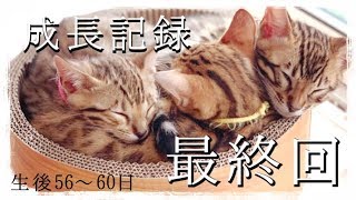 【成長記録最終回】ベンガル猫ベルの子猫の生後56〜60日