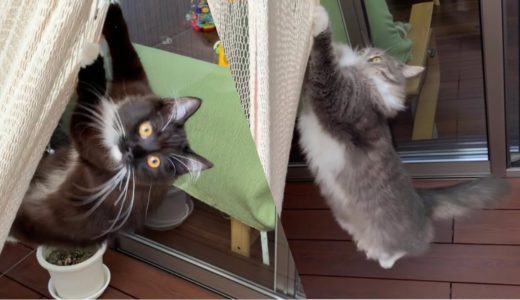 ハンモックにぶら下がりたい猫 ノルウェージャンフォレストキャット A cat that wants to hang in a hammock