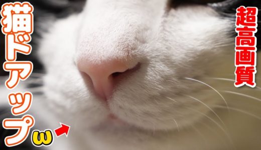 超高画質カメラで猫のωをドアップ撮影してみた