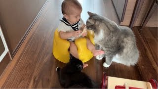 赤ちゃんの初めてのオヤツを邪魔する猫 ノルウェージャンフォレストキャット Cat that disturbs baby’s first snack