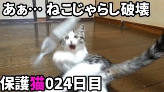 【保護猫24日目】ねこじゃら破壊