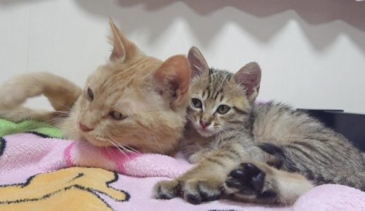 母猫にまんまと騙されたキジトラ子猫がドジっ子かわいい 　整備中の車から保護された小さな子猫その６