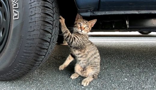 車に戻ったら野良猫がタイヤで爪研ぎしていた