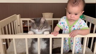 朝は赤ちゃんにも甘える猫 ノルウェージャンフォレストキャット A cat that can be pampered by a baby
