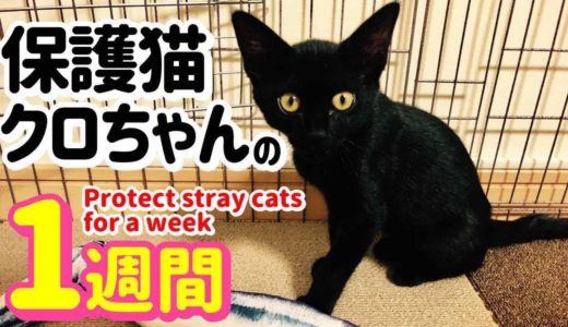 【保護猫】子猫のクロちゃんの１週間 Protect stray cats for a week