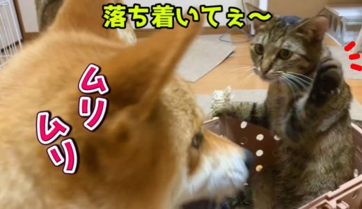 山の日♪緑に癒される柴犬と猫 Drive with Shiba Inu and cat