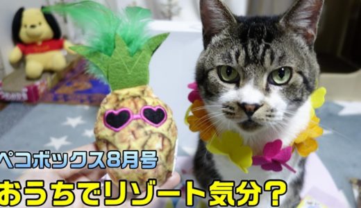 興味あるもの無いモノへの反応があからさますぎる猫リキちゃん☆8月のペコボックスはビーチリゾート☆PECOBOX☆サバの厚削り大好き！【リキちゃんねる　猫動画】Cat video　キジトラ猫との暮らし