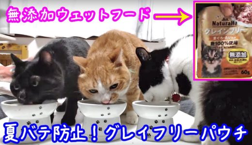 ＜2匹の猫通信＞ハッチとマックの「ほっこりライブ」夏バテ防止！グレインフリーパウチで水分補給！2019 08 13　- Cat Live Stream in Japan - Cat Life TV