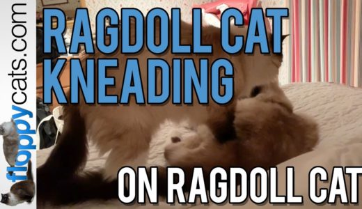 Ragdoll Cat Kneading on Ragdoll Cat - ねこ - ラグドール - = ネコ - Floppycats
