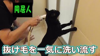 お風呂でシャンプーされる黒猫【ビター編】