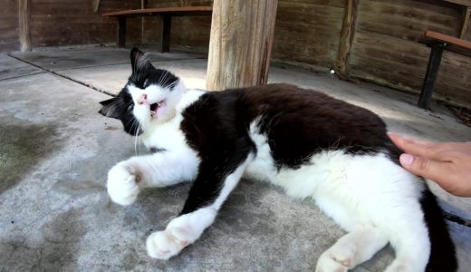 暑い夏を小屋の中で過ごすハチワレ猫