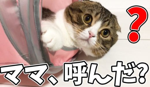ひょっこりが可愛すぎる猫(激しいタックルありw)
