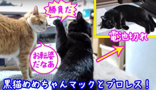＜2匹の猫通信＞ハッチとマックの「ほっこりライブ」黒猫めめちゃんマックとプロレス勝負！2019 08 12　- Cat Live Stream in Japan – Cat Life TV
