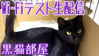 【生配信】2階の黒猫部屋からWi-Fiテスト