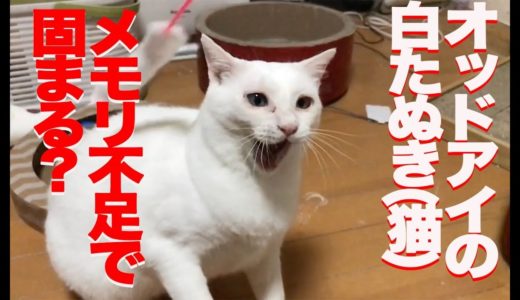 オッドアイの白たぬき(猫)、猫メモリ不足でもっさりする　The rescued odd-eyed white cat 's  Processing delay