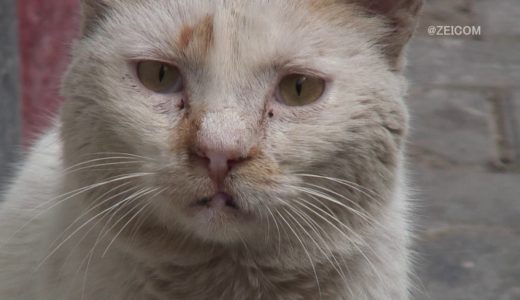 Daily Cat-Villain face(Tangier)/毎日ねこ-悪役顔(タンジール)