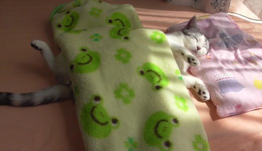 猫　人間みたいに寝る　【ねこ cat】