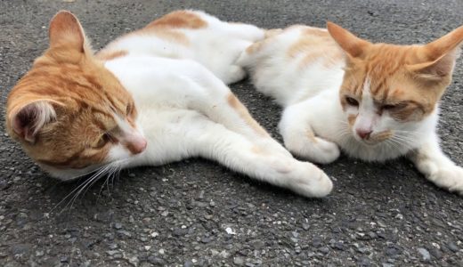 (工場猫)茶白ネコーズ寄り添う/Red tabby and white cats snuggle up.