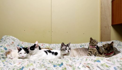 布団の上の6匹の猫 190803