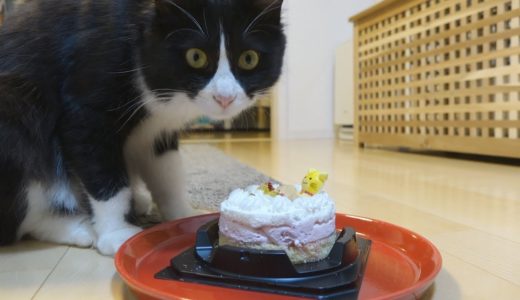 １歳の誕生日を猫用ケーキでお祝いしたらこうなりました　はじめての子猫保護303日目