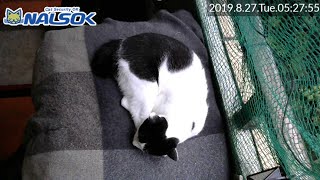 [CAT LIVE配信終了分] 自宅警備ねこNALSOK ベランダ猫ライブカメラ [20190827-01]
