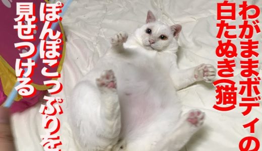 オッドアイの白たぬき(猫)、ぽんぽこっぷりを見せつける　The rescued odd-eyed white cat like a Japanese racoon