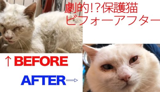 劇的!?保護猫ビフォーアフター　Before-and-after the rescued cats