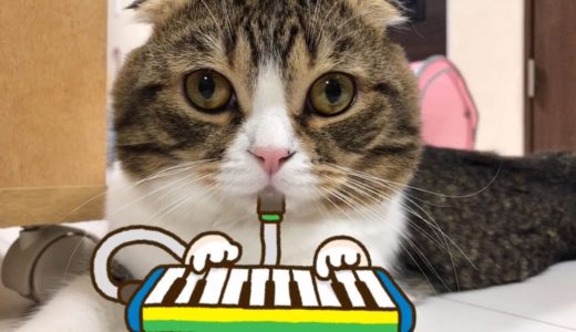 天才猫現る！鍵盤ハーモニカを完璧に演奏する猫