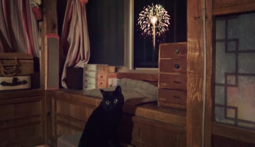 おーい、花火始まってるぞ Cat Watching Fireworks
