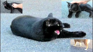 駐車場で寝そべっていた野良黒猫、犬が来たらいきなり僕のところに逃げ込んで来た😲！