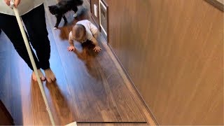 赤ちゃんと一緒に床拭き掃除の後を付いてくる猫 ノルウェージャンフォレストキャット Cat that comes after cleaning the floor with a baby