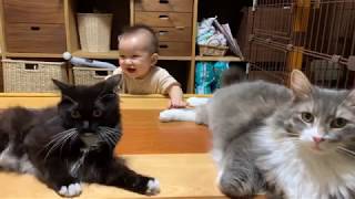 赤ちゃんの面白い行動を観賞する猫 ノルウェージャンフォレストキャット Cat watching the baby's funny behavior