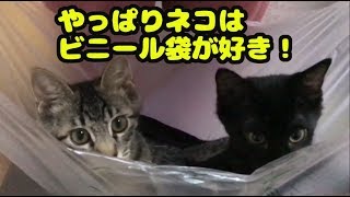 【ドタバタ子猫劇場】ネコ捕獲しました！