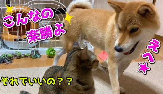 進化する柴犬に引き気味の猫 Rimu stares at Shiba Inu