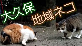 大久保地域ネコ Okubo Local Cats