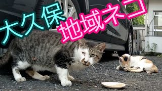 大久保地域ネコ Okubo Local Cats