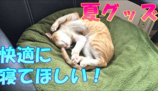 【ねこグッズ】子猫ちゃんの快適生活！夏用ベッドにしました / Kitten sleeping in a cool bed