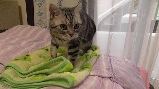 猫　毛布をモミモミ　【ねこ cat】