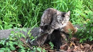 【子猫保護作戦 番外編】母猫のピンチを救え！編