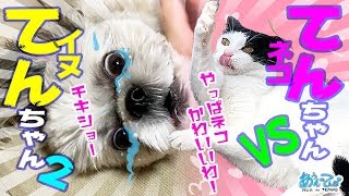 【てんちゃん再び】ネコてんちゃんVSイヌてんちゃん２