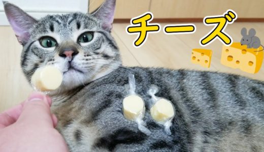 猫が初めてチーズを食べた時の反応が予想外だったｗ