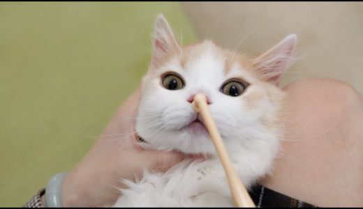 【花花与三猫】短腿小猫咪刷牙初体验，新牙刷直接报废，牙膏不够吃......