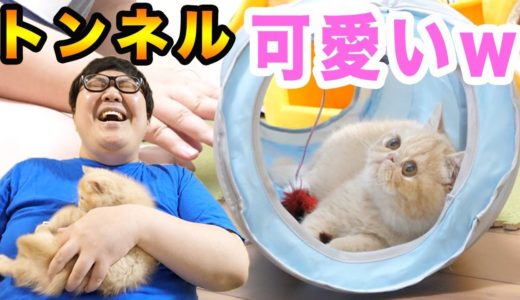 【ブチャ吉】初めての猫用トンネルで大暴れする子猫が可愛いすぎたwww