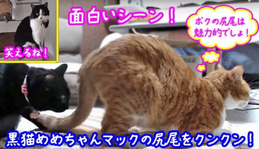 ＜2匹の猫通信＞ハッチとマックの「ほっこりライブ」黒猫めめちゃんマックの尻尾をクンクン！笑えるね！2019 08 23　- Cat Live Stream in Japan – Cat Life TV