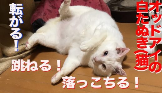 オッドアイの白たぬき(猫)、コロコロ跳ねて落っこちる　the rescued odd-eyed white cat was rolling