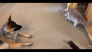 Ragdoll Cats and German Shepherd Summer 2019 - ねこ - ラグドール - = ネコ - Floppycats