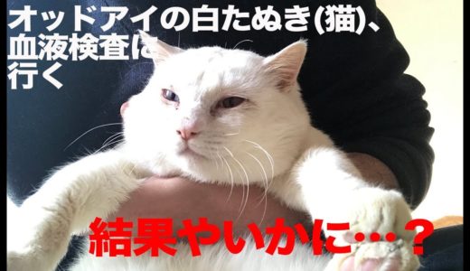 オッドアイの保護白たぬき(猫)、血液検査をする　The odd-eyed white cat was checked by a blood test