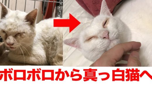 ボロボロの保護猫、真っ白たぬき(猫)までの7ヶ月ヒストリー　The rescued dirty cat became a white cat(7 months)